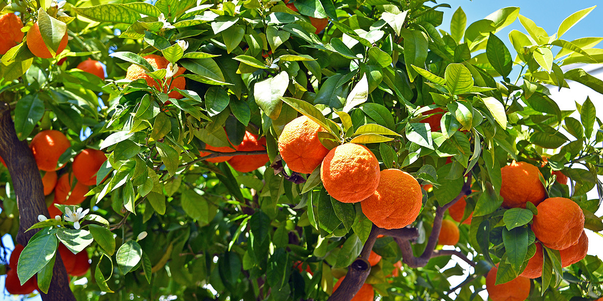 Bitter Orange - نارنج تلخ