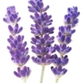 Wild Lavender