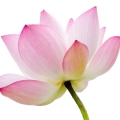 Pink Lotus