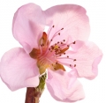 Nectarine blossom - شکوفه شلیل