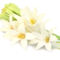 Tuberose - گل شب بو هندی